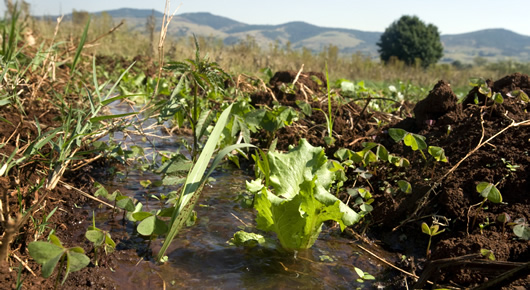 Photo of Protecting their crops through green technologies, Caribbean women fend for themselves