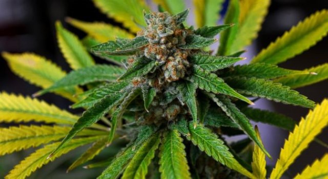 Photo of [Antigua] Lower House passes “ganja bill”