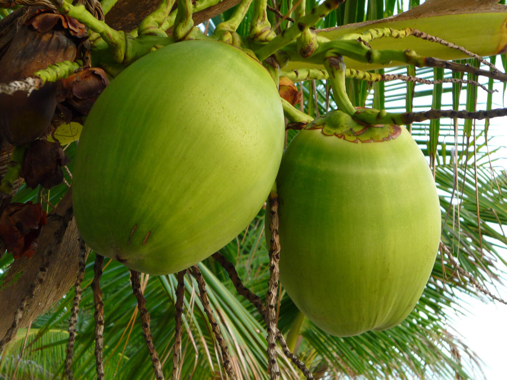 Photo of EU funding project to develop coconut industry in the C’bean