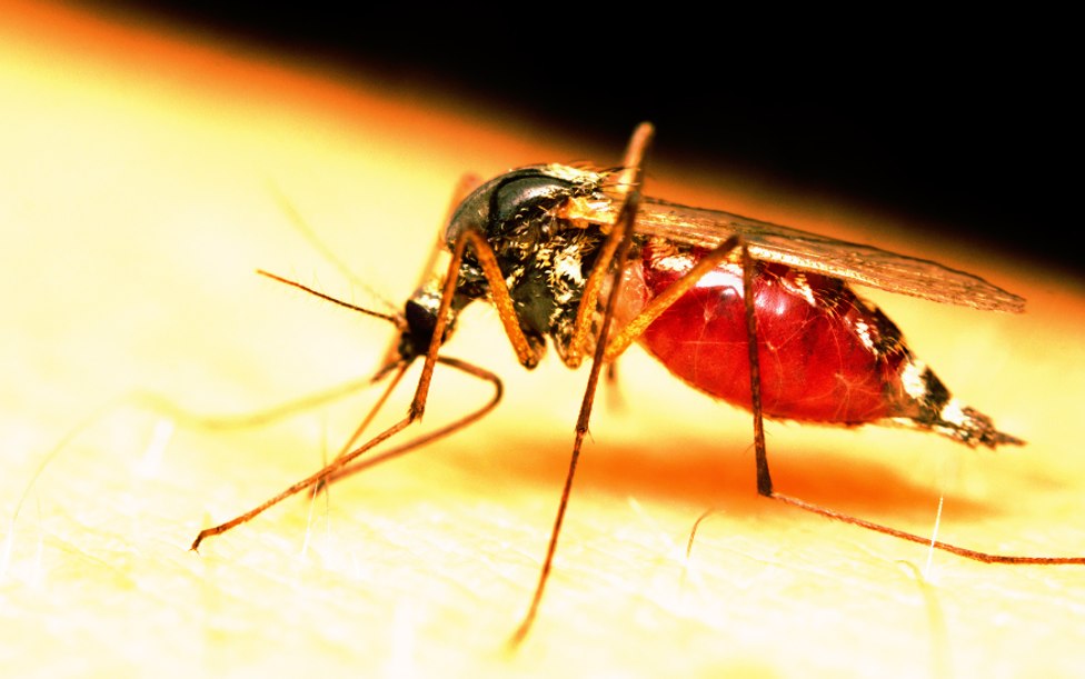 Photo of ‘Don’t panic’ – CTO, CHTA compiles FAQs on zika, travel to Caribbean