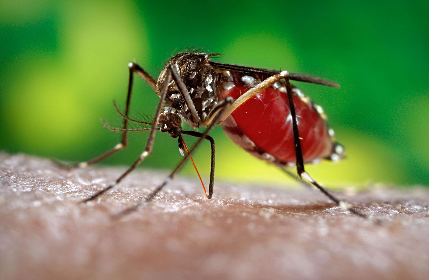 Photo of Avoid being bitten by mosquitoes – CARPHA
